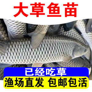 草鱼苗半斤一两20厘米长活体养殖皖鱼特大规格脆皖鱼淡水包活