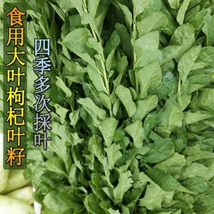 叶用枸杞芽籽 菜用黑芽菜苗 无果枸蔬菜种子四季盆栽家庭园艺包邮