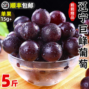 辽宁巨峰葡萄5斤新鲜水果现摘大颗粒葡萄非浦江当季整箱