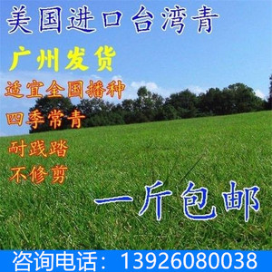 台湾2号草坪种子 细叶结缕草种籽 矮生四季青草坪种子 优质草种