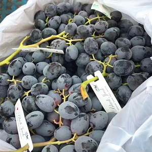 智利进口品种神秘梦境黑提新鲜时令葡萄孕妇水果大当季无籽黑加仑