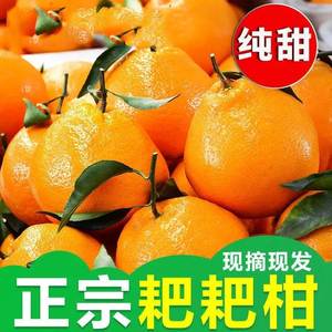 正宗四川粑粑柑春见耙耙柑桔子非丑橘青见柑橘新鲜水果10斤啪啪甘