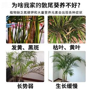 散尾葵专用肥料子发黄杀GSA虫叶剂凤尾竹发财树威夷竹专夏肥用营