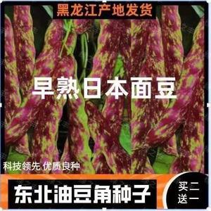 豆角种子早熟日本面豆角种子东北架芸豆面豆角籽无筋蔬菜高产抗病