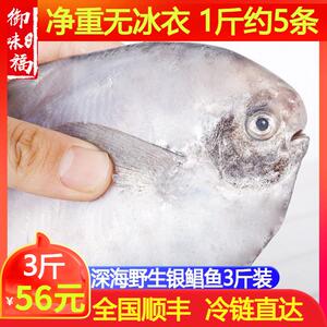 舟山东海海鱼银鲳鱼新鲜冷冻大白鲳鱼小平鱼昌鱼扁鱼海鲜鲜活水产