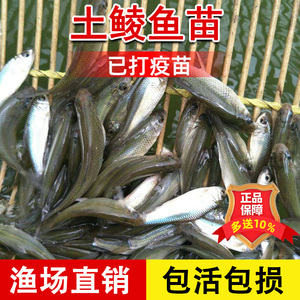 优质土鲮鱼苗鲮鱼苗麦鲮鱼泰鲮鱼苗淡水养殖活体食用凌鱼苗小鱼苗