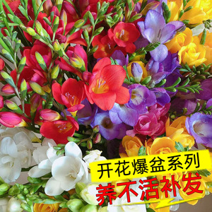 进口香雪兰种球重瓣小苍兰四季开花好养活观花卉盆栽鲜花植物种子