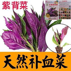 天然菜紫背种子血天葵皮菜红凤菜四川特色营养观音菜蔬菜种籽