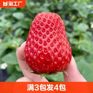 草莓种籽子水果苗四季结果蔬菜水果盆栽植物花种子籽子蕃茄超甜