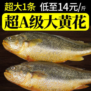 东海大黄花鱼新鲜海捕冷冻鲜活大黄鱼生鲜海鱼类食品海鲜水产