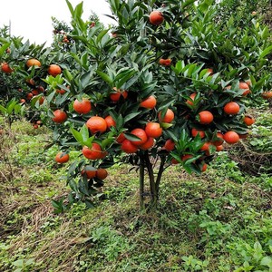 早熟东方红橘子苗树美国蜜糖桔苗世纪红橘盆栽地栽南北方种植果苗