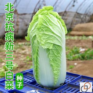 北京抗病新三号白菜种子秋季冬储大白菜种籽农家菜园田园蔬菜种孑