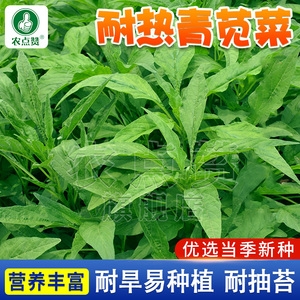 青柳叶苋菜种籽小叶绿汗菜白汉菜现菜种孑红苋菜种子蔬菜籽种大全