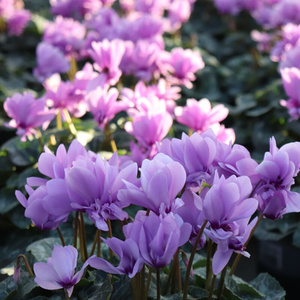 北京天卉苑 青花仙客来盆栽多年生草本植物花期长蓝紫色芳香爆|