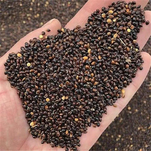 笤帚红糜子种子黑糜黑白红稷黍子种籽糜籽红黍子种子黄米种植种孑