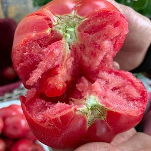 山东普罗旺斯番茄水果西红柿新鲜蔬菜农家自然熟沙瓤生吃1斤5斤装