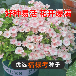进口福禄考种子 爱诗 情书系列春季室内阳台盆栽好养易种花卉种子