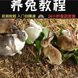 养兔技术视频教程肉毛兔饲养教学兔预防野兔养殖饲料技能