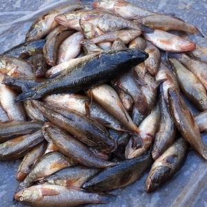 老头鱼黑龙江特产淡水鱼大头鱼东北自然生长新鲜山胖头食用小杂鱼
