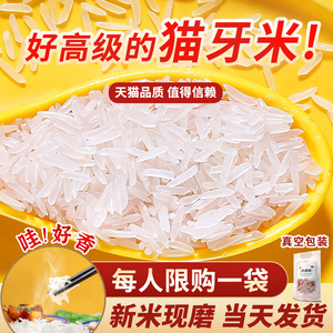 正宗猫牙米长粒香大米泰国香米2024年新米5kg10kg煲仔饭丝苗米