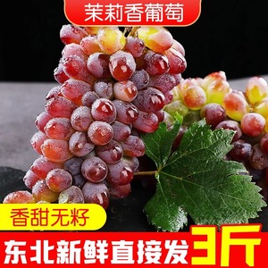 东北茉莉香葡萄新鲜采摘着色香玫瑰香味甜孕妇网红水果整箱