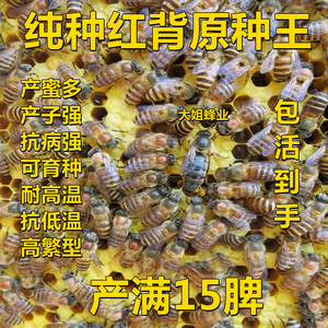 中蜂蜂王纯种土蜂伏牛蜜蜂阿坝蜂王活体产卵王双色仓王红背开产王