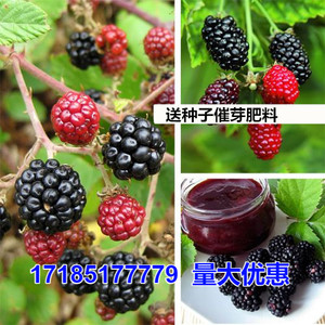 黑莓种子露莓树莓种子欧美四大水果之一水果四季易种庭院水果种籽