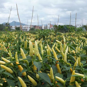 小米椒种子朝天椒辣椒籽超树四川春夏秋四季食用五七彩盆栽孑椒种