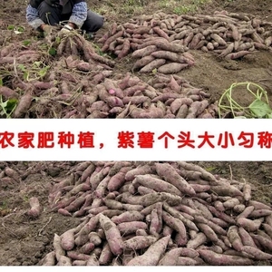广西紫薯新鲜5斤沙地大个紫心红薯小地瓜能量助农湖北农产品拼单