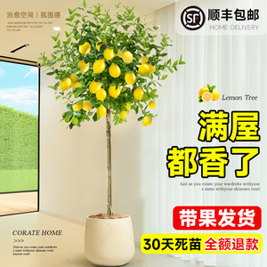 香水柠檬树盆栽带果客厅绿植大型植物室内阳台禄植四季好养除甲醛