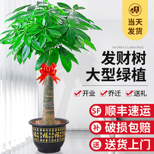 发财树盆栽室内植物客厅大型绿植办公室开业送礼旺宅好养易活真花