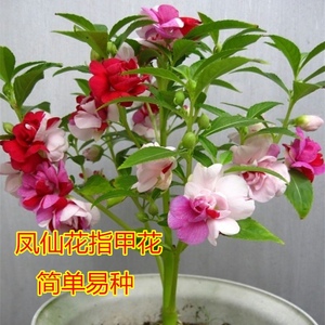 包邮四季种易活易种植物凤仙花种子指甲花 草花指甲草子花卉种籽