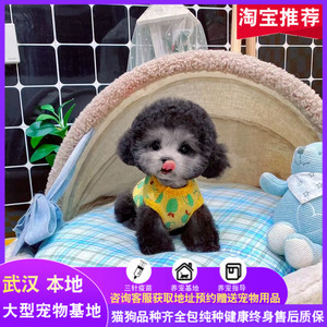 武汉本地犬舍出售纯种灰色泰迪泰迪幼犬小体茶杯博美俊介宠物狗狗