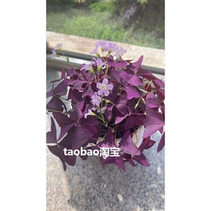 酢浆草种子紫色幸运四叶草盆栽绿植室内净化空气美观网红绿植种子