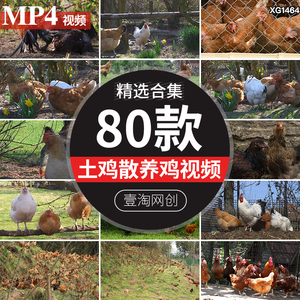 土鸡散养鸡农村走地鸡农家生态饲养殖养鸡场山林家禽高清视频素材