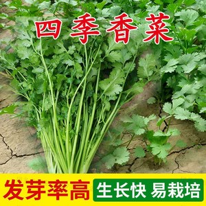 香菜种子四季播耐寒老品种抗热大叶易种阳台庭院种植农家绿色