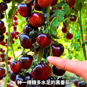 糖水黑宝石番茄种子樱桃黑珍珠黑色小番茄种四季阳台盆栽蔬菜种子