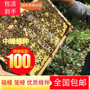中蜂蜂群带王带子脾活蜜蜂出售整箱土蜂蜂子活体中华蜜蜂群蛋群
