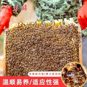 中蜂蜂群蜜蜂活群带王带子脾整箱土蜂蜂子中华蜜蜂笼蜂群出售活体