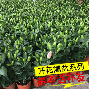 香水百合种球重瓣四季开花室内盆栽观花植物室外好养易活花苗花卉