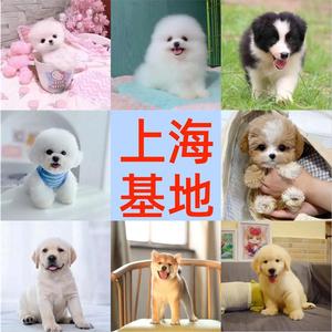 上海基地纯种比熊幼犬博美犬柴犬柯基犬泰迪幼犬边牧活体宠物狗