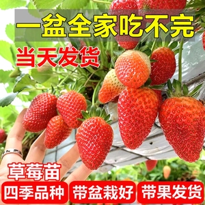 精品草莓苗四季盆栽食用红颜牛奶油苗秧种子阳台新苗带盆带土带果