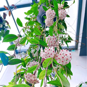 【合集一】球兰花盆栽观叶观花植物阳台室内垂吊铃兰爬藤攀援多肉