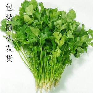 香菜籽 芫荽籽 种子菜 阳台菜园种子 浓香香菜小茴香种子蔬菜种子