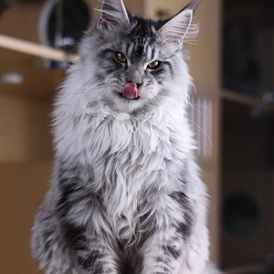 缅因猫幼猫纯种俄罗斯巨型猫咪活体烟灰黑棕虎斑缅因长毛宠物猫舍