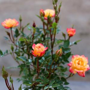 阳台桌面微型月季花苗盆栽小五彩钻石玫瑰花色多绚丽居家进化空气