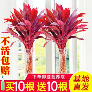 富贵竹水培植物紫竹鸿运转运竹室内招财绿植客厅吸甲醛红叶小盆栽