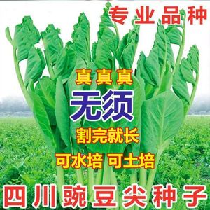 无须豌豆苗种子水培荷兰豆芽特大豌豆尖苗菜春秋冬四季播蔬菜种子