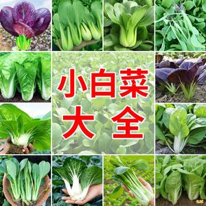 小白菜大全种子紫罗兰油菜速生快菜四季上海青鸡毛菜种籽农家蔬菜