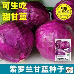 紫罗兰甘蓝种子耐热抗热紫菜种子一年四季免打理蔬菜紫包